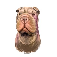 Shar Pei purebred type of dog originated from China digital art. Isolated watercolor portrait of pet close up, animal profile and text, hound breed