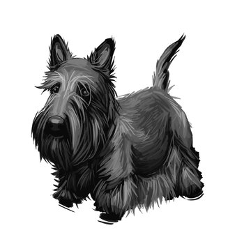 recommend clip art: Scottish Terrier domestic animal originated from Britain Scolnad doggy digital art illustration . Doggy hand drawn clip art watercolor portrait