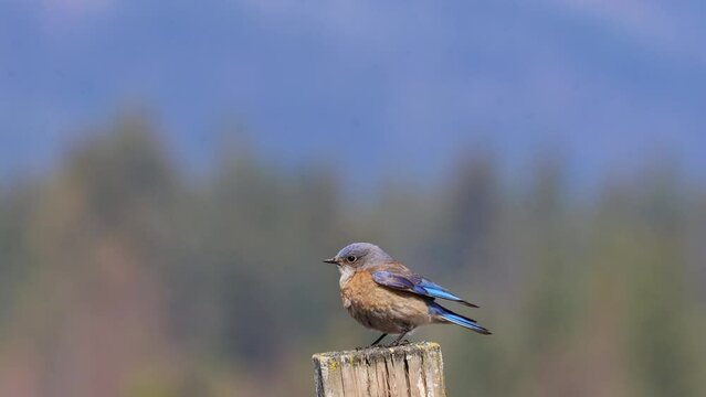 Western Bluebird