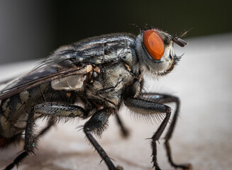 close up fly