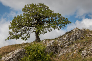 an abandoned, beautifully shaped tree on a rock