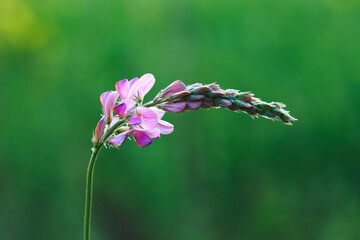 Close-up of a common sainfoin, onobrychis viciifolia, flower in bloom. Honey flower. Beautiful pink wild flower. Meadow grasses.