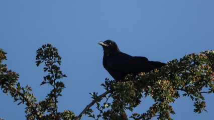 American Crow ( Corvus brachyrhynchos ) in tree