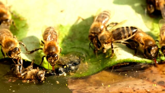 The bees flew to the water and greedily drink the water.