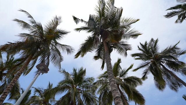 Minimal Palm Tree Background