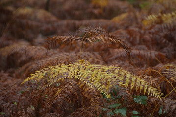 Herbstwald im westlichen Münsterland