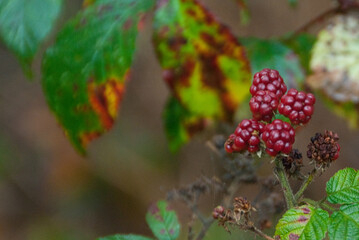 Herbstwald im westlichen Münsterland