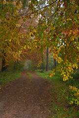 Herbstwald im westlichen Münsterland
