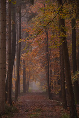 Herbstwald im westlichen Münsterland