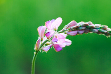 Close-up of a common sainfoin, onobrychis viciifolia, flower in bloom. Honey flower. Beautiful pink wild flower. Meadow grasses.