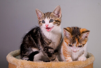 Plakat Kittens Posing for the camera and looking very cute