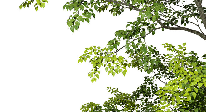 Isolate greenery tree branch leafs foreground 3d render png