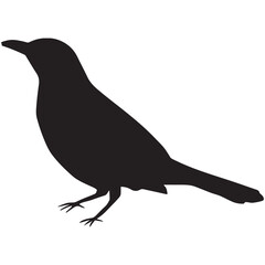 Fototapeta premium silhouette of a crow