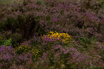 Obraz premium purple heather flower meadow field in Ireland.