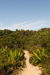 Obraz premium Plants and Nature - Plantas Arvores flores