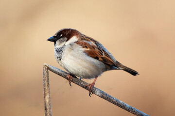 A Sparrow perched on a twig in a garden with blurred background