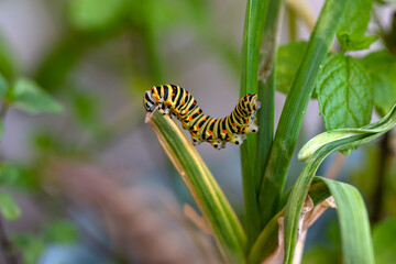 Close up   beautiful Сaterpillar of swallowtail 
Monarch butterfly from caterpillar
