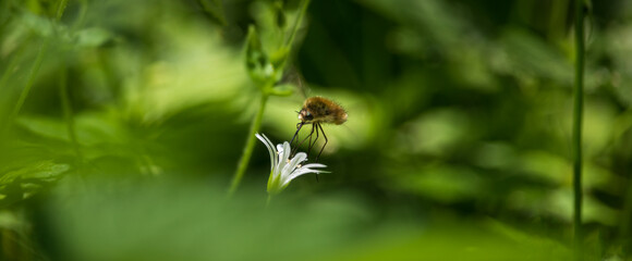Bombylius major, greater bee fly insect flying and suck nectar from greater stitchwort flower. Wildlife animal background
