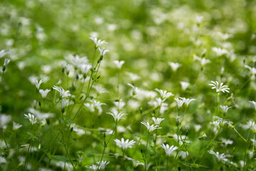 Greater stitchwort, stellaria holostea flower growing in grass. Macro plant background