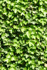 Virginia creeper (Parthenocissus Quinquefolia) green leaves.