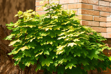 Maple tree on vintage brick wall background.