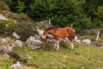 Fototapeta na wymiar Horse grazing in the French Pyrenees
