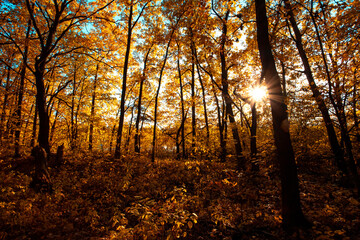 Autumn sunny forest nature. Vivid day in colorful forest with sun rays through branches of trees. Scenery of nature with sunlight.