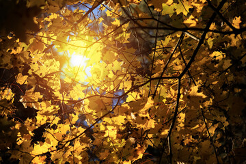 Autumn background with yellow maple leaves and sun rays.