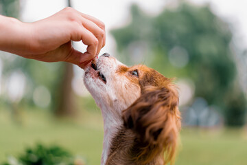 little funny cute dog with the owner on a walk in the park girl gives a treat to the pet for the...