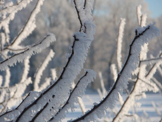 Kalter Winter im westlichen Münsterland