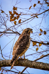 brown tailed hawk