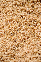 closeup the bunch brown color wheat berries grains soft focus natural red brown background.