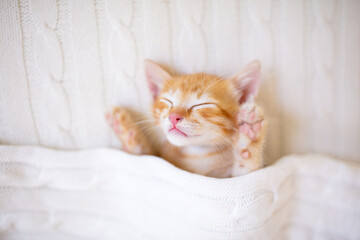 Baby cat. Ginger kitten sleeping under blanket