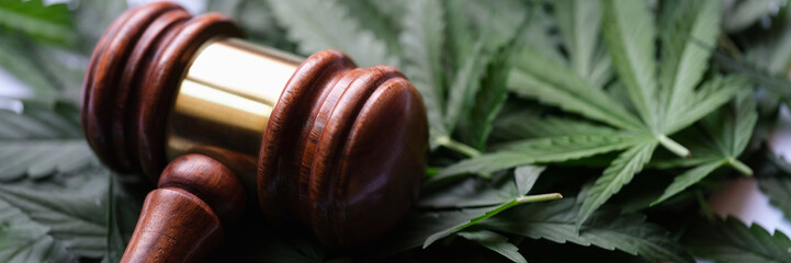 Gavel of judge lying on green leaves of marijuana closeup. Illegal drug production and distribution...