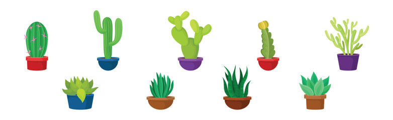 Succulent Green Plant Growing in Pot Vector Set