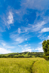 A vertical picture of a path leading through high yellow green grasses toward a hillside of oak trees. A large oak tree is on the right. Blue sky and wispy white clouds are in the background.