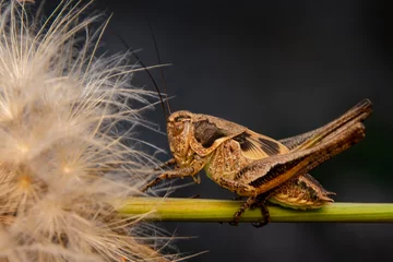 Muurstickers Beautiful Grasshopper macro in green nature  © blackdiamond67