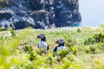 Puffins Spotted on Skomer Island