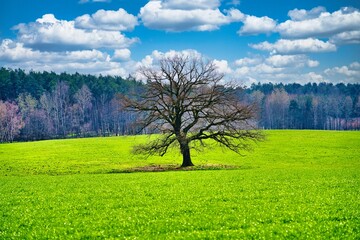 Fototapeta premium Baum