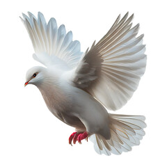 dove of peace on transparent background PNG - obrazy, fototapety, plakaty