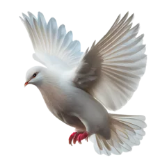 Fotobehang dove of peace on transparent background PNG © PNG for U
