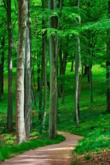 Waldweg