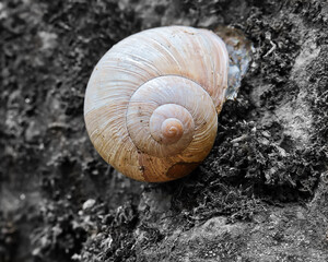 Schnecke