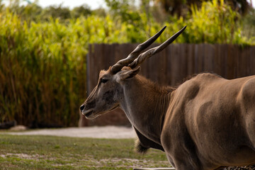 antelope in the savannah