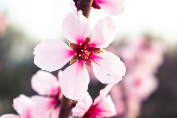 Naklejka na ściany i meble Close up of pink peach tree blossoms