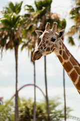 giraffe in the zoo with a roller coaster in the background 
