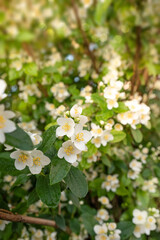 blooming jasmine in the garden in spring