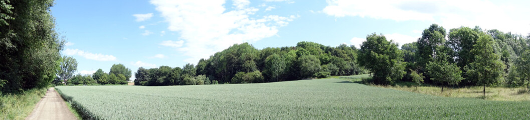 Weg an einem Roggenfeld