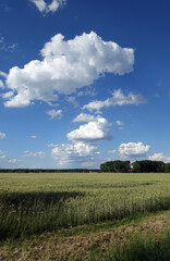 Fototapeta premium Roggenfeld