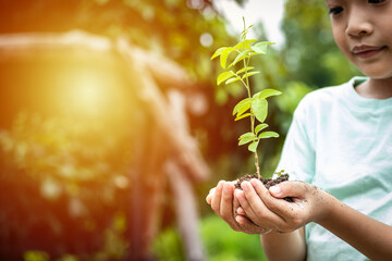 The little boy's hands are holding a small tree. Asian boy holding a seedling in his hand. The boy is smiling and stared at the small tree in his hand with natural sunlight.